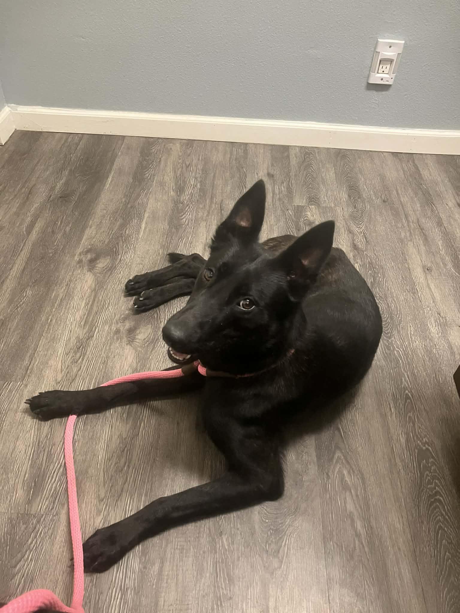 Enlarge Andie, a Adoptable Dutch Shepherd in Vancouver, WA image 4/4