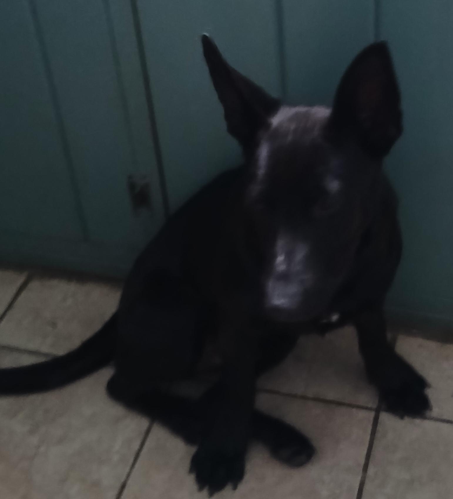 Enlarge Razzle (GREAT Family Pup), a ADOPTABLE mixed breed in Newfoundland, PA image 2/3