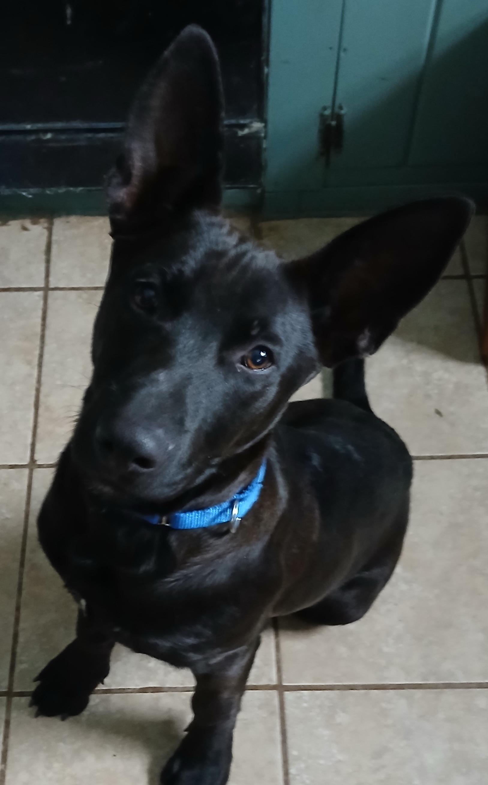 Enlarge Razzle (GREAT Family Pup), a ADOPTABLE mixed breed in Newfoundland, PA image 3/3