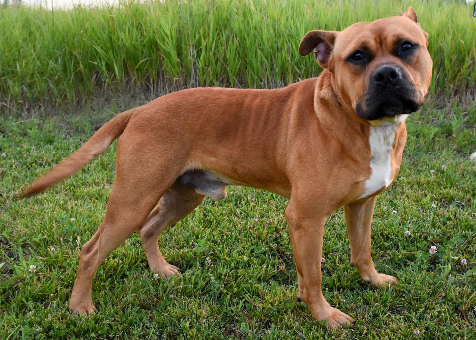Enlarge Buster Brown, a ADOPTABLE mixed breed in Jefferson, IA image 3/3