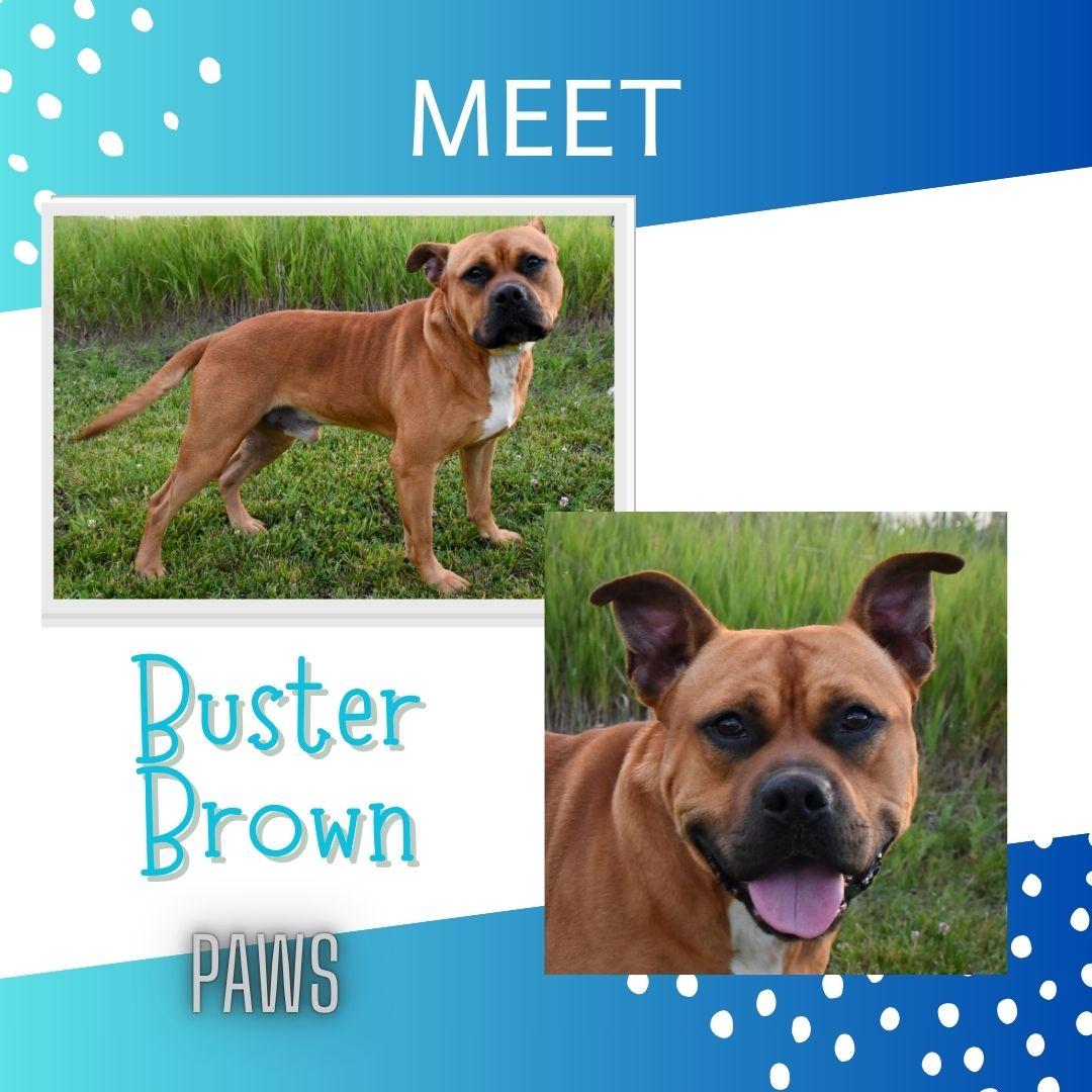 Buster Brown, ADOPTABLE, Adult Male Staffordshire Bull Terrier.