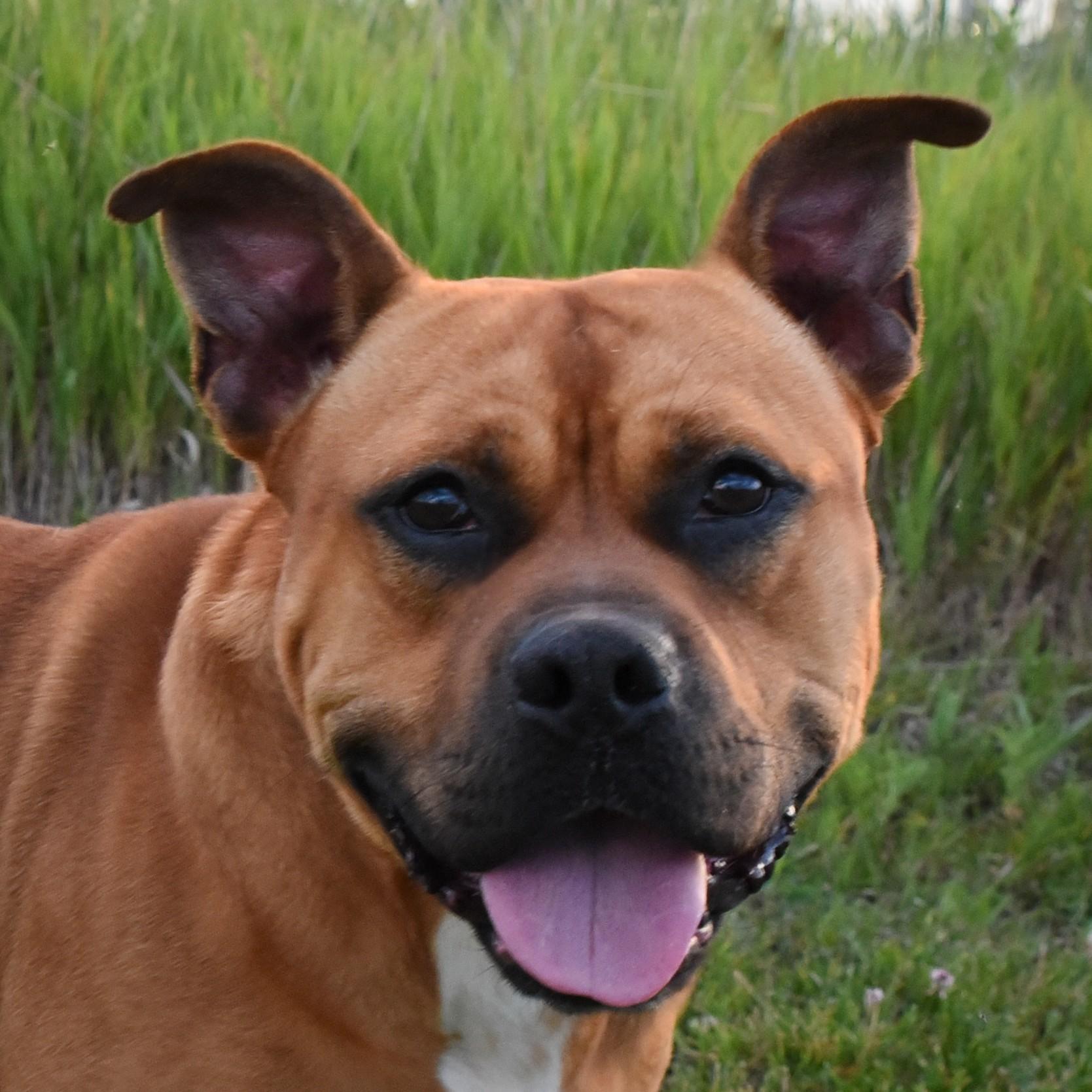 Enlarge Buster Brown, a ADOPTABLE mixed breed in Jefferson, IA image 2/3