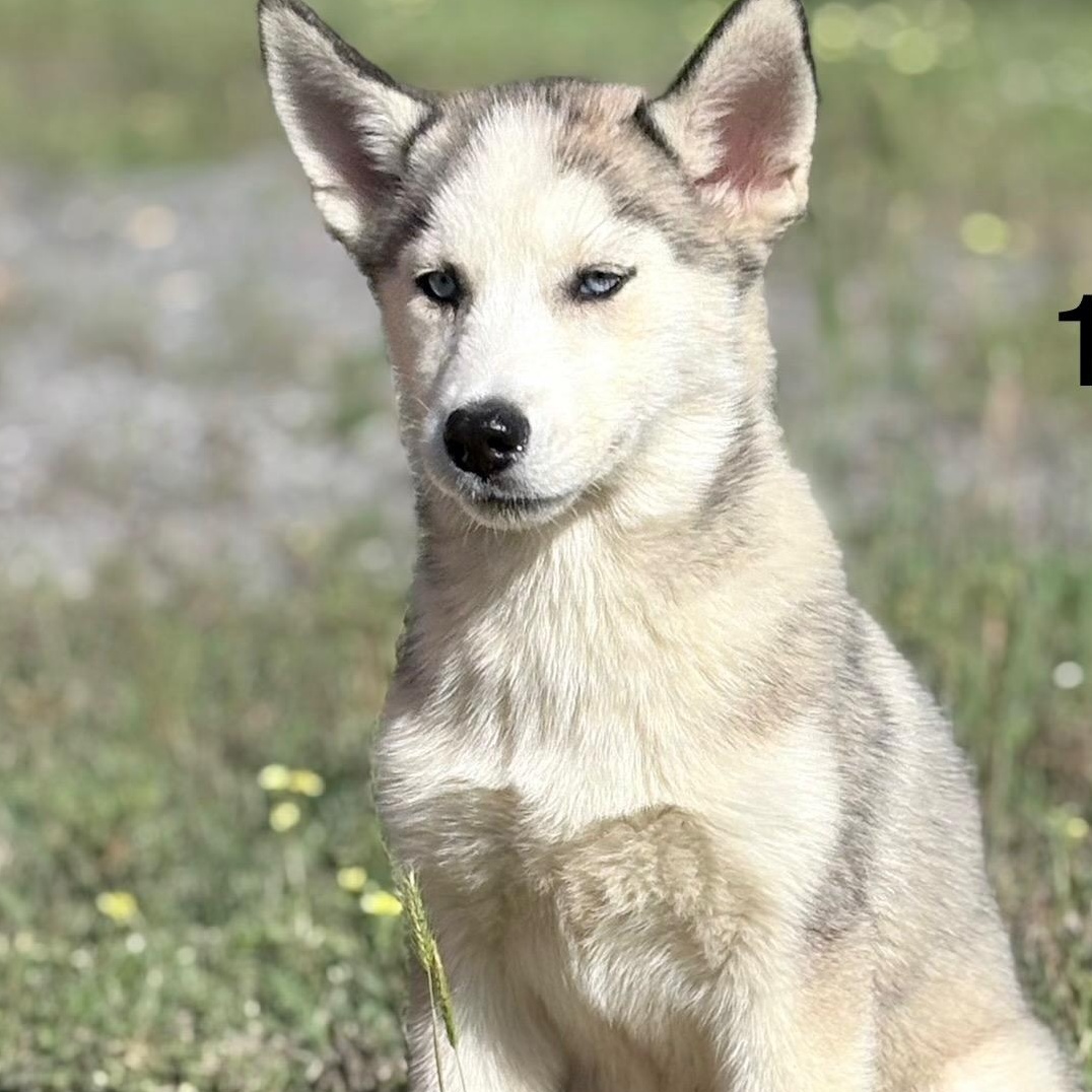 Enlarge Sofia, a ADOPTABLE Siberian Husky in Oak Bluffs, MA image 1/1