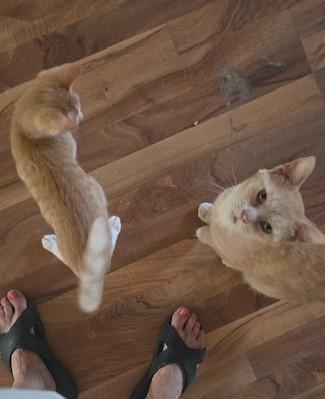 Enlarge Pumpkin, a Adoptable Tabby in Midland, MI image 2/5