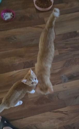 Enlarge Pumpkin, a Adoptable Tabby in Midland, MI image 3/5