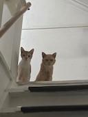 Enlarge Pumpkin, a Adoptable Tabby in Midland, MI image 4/5