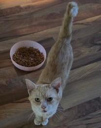Pumpkin, Adoptable, Adult Male Tabby.
