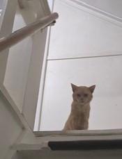 Enlarge Pumpkin, a Adoptable Tabby in Midland, MI image 5/5