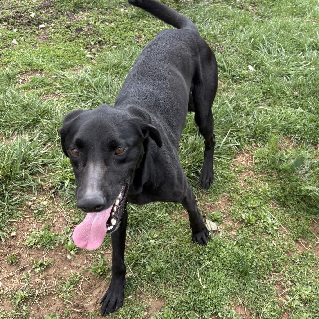 Toby, Adoptable, Adult Male Black Labrador Retriever.