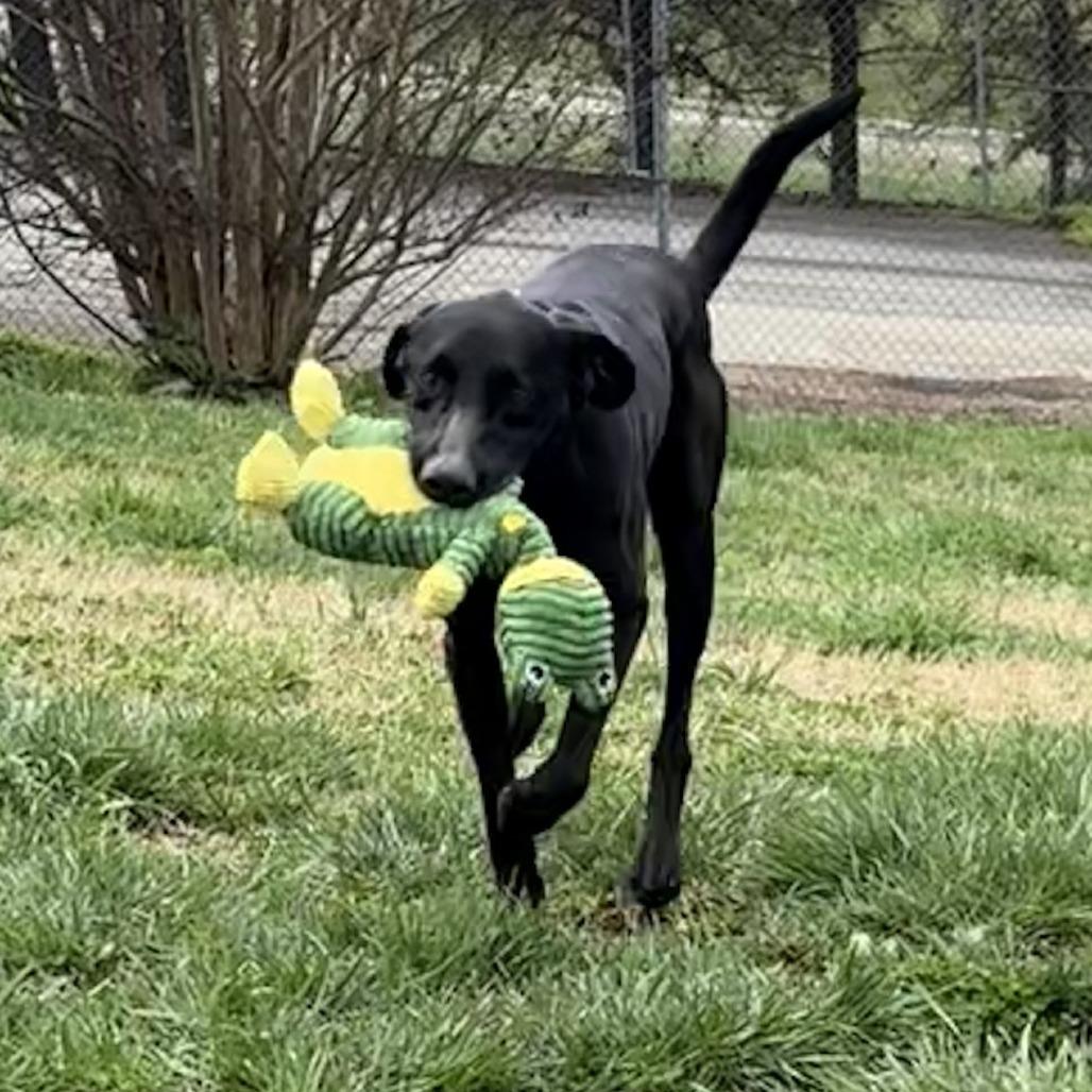 Enlarge Toby, a Adoptable Black Labrador Retriever in Jefferson city, TN image 2/2