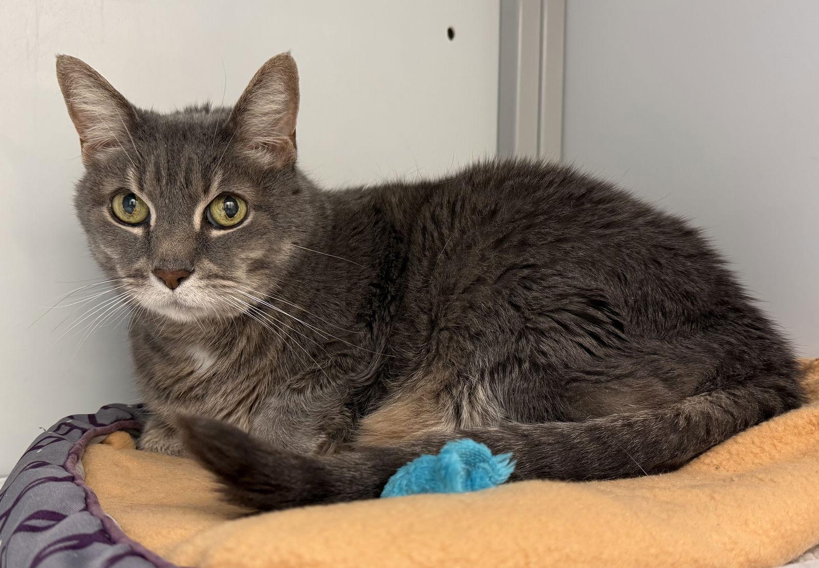 Ben (Senior), Adoptable, Young Male Tabby.