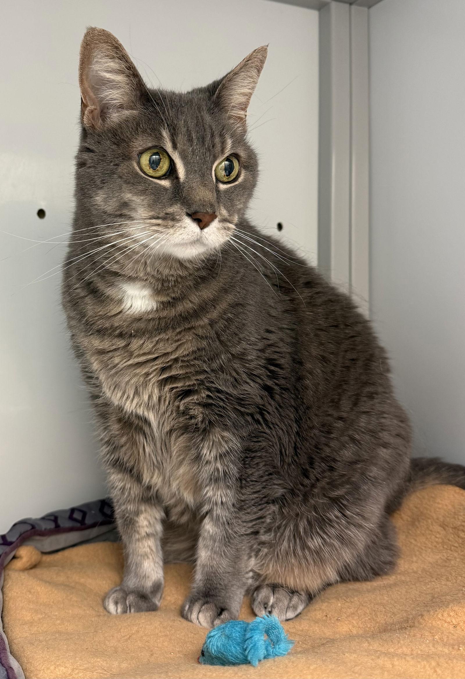 Enlarge Ben (Senior), a Adoptable Tabby in Alexandria, VA image 2/3