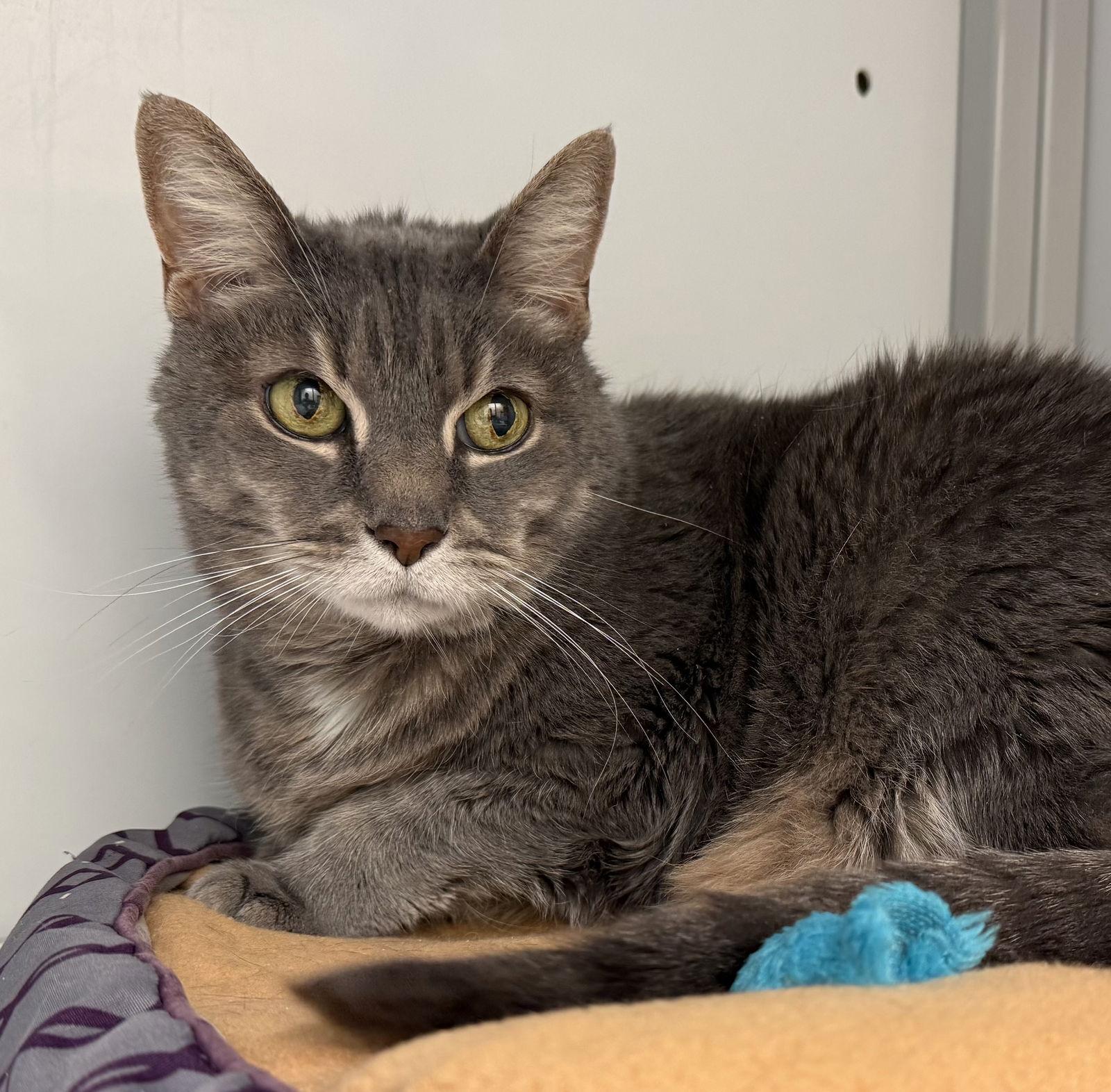 Enlarge Ben (Senior), a Adoptable Tabby in Alexandria, VA image 3/3