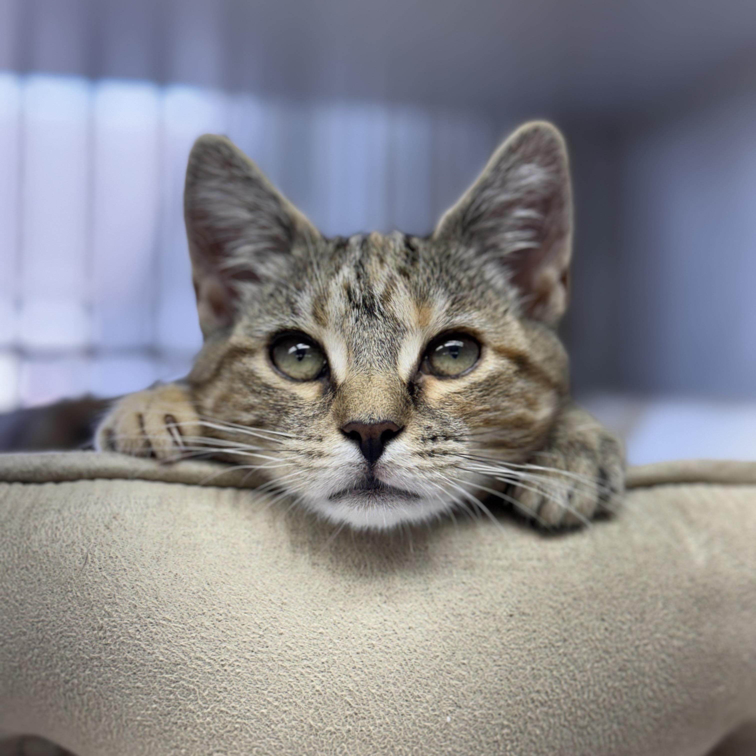 Enlarge Bobbi, a Adopted mixed breed in West Milford, NJ image 1/1