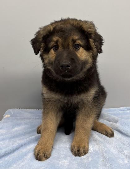 Enlarge Lydia, an adopted mixed breed in Buffalo, MN image 1/1