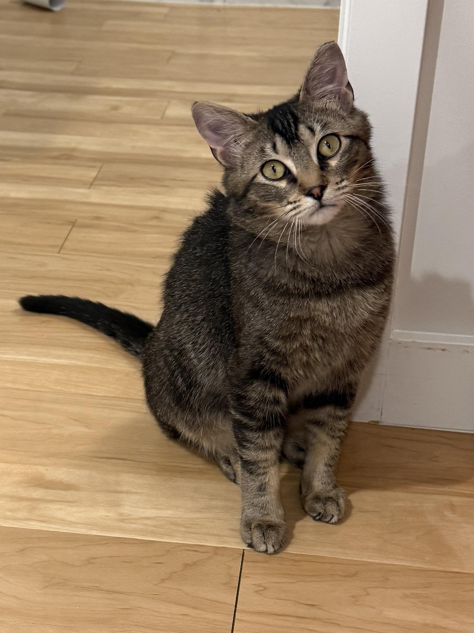 Enlarge Timber, a ADOPTABLE Domestic Short Hair in Darien, CT image 4/5