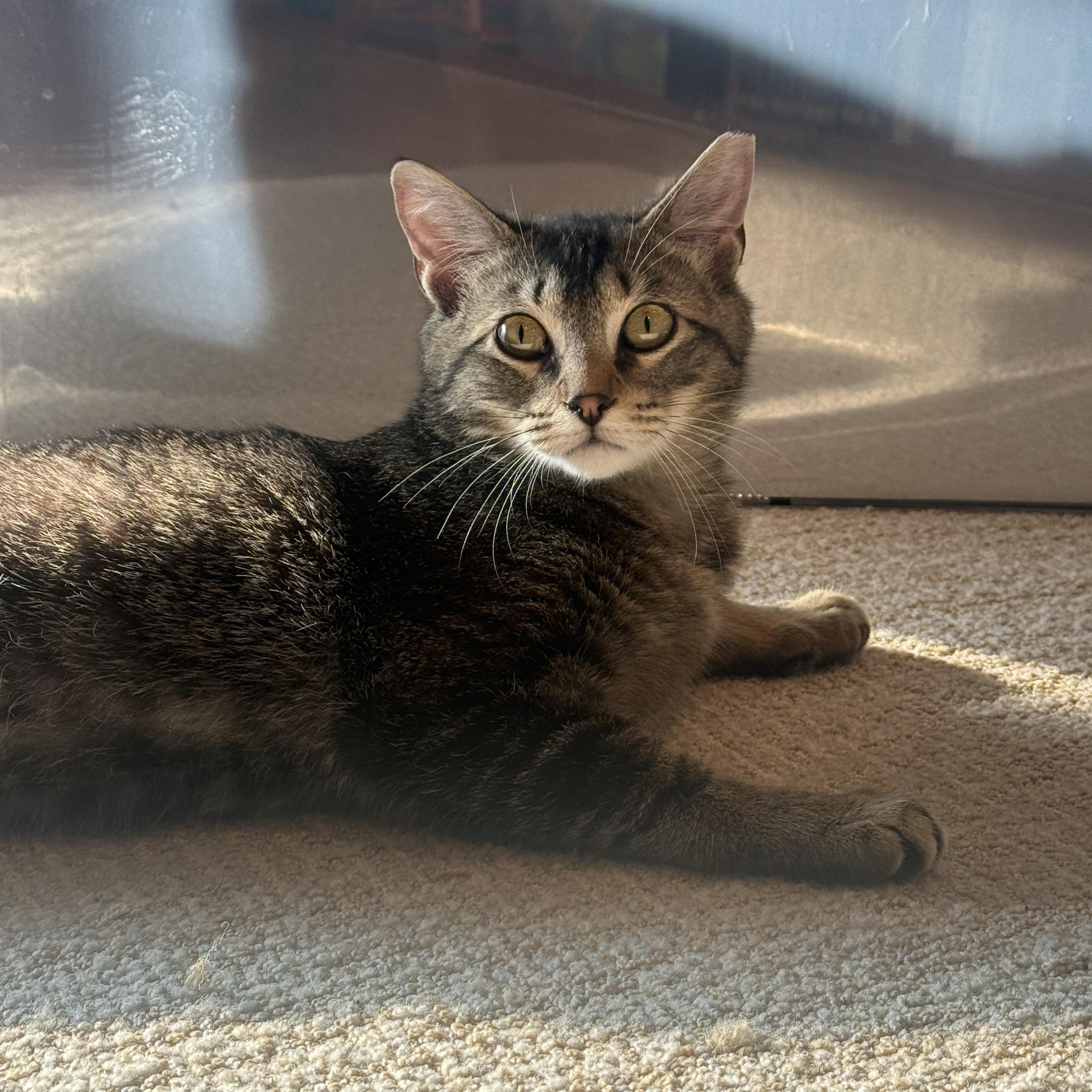 Timber, ADOPTABLE, Kitten Male Domestic Short Hair.