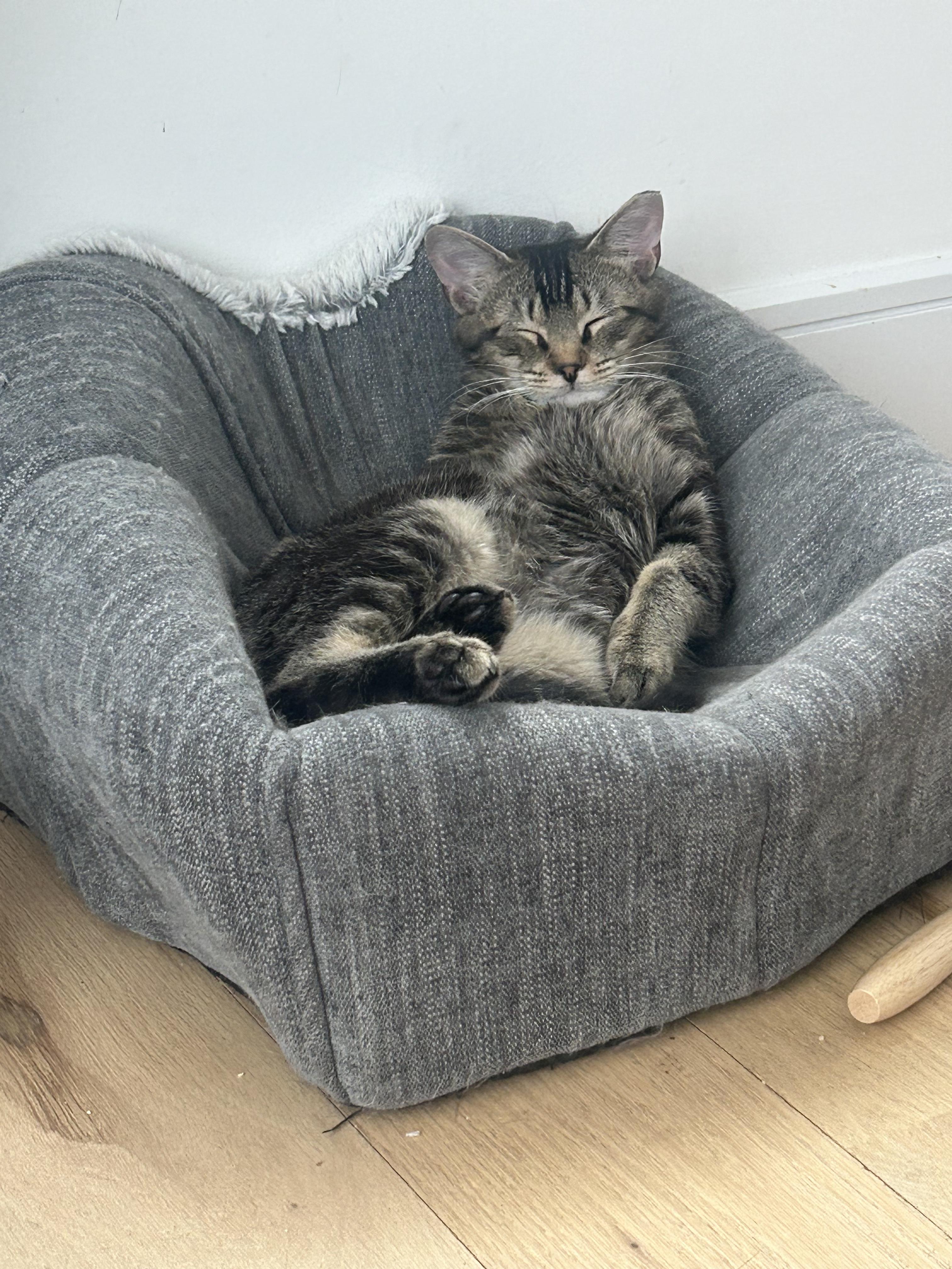 Enlarge Timber, a ADOPTABLE Domestic Short Hair in Darien, CT image 2/5