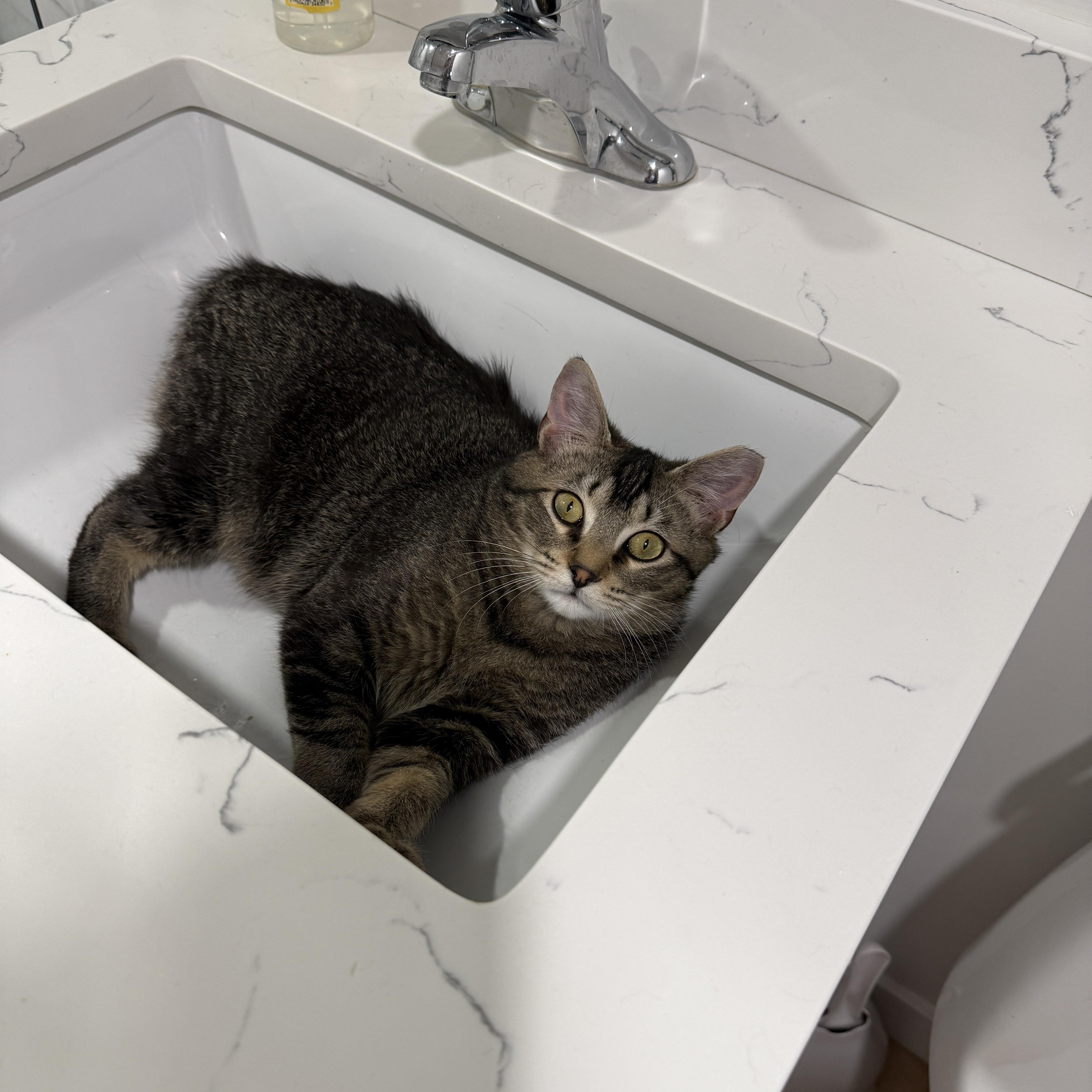Enlarge Timber, a ADOPTABLE Domestic Short Hair in Darien, CT image 3/5