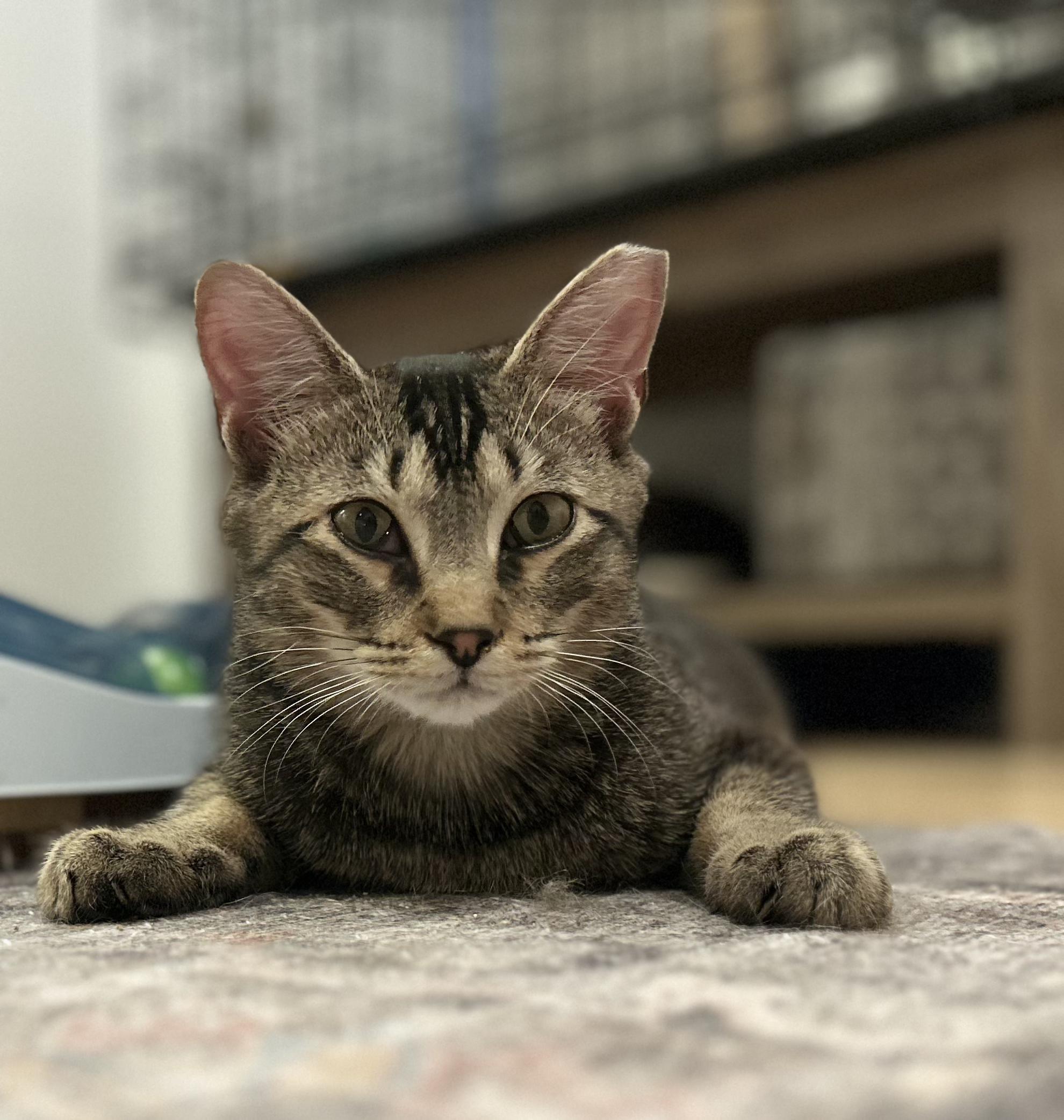 Enlarge Timber, a ADOPTABLE Domestic Short Hair in Darien, CT image 5/5