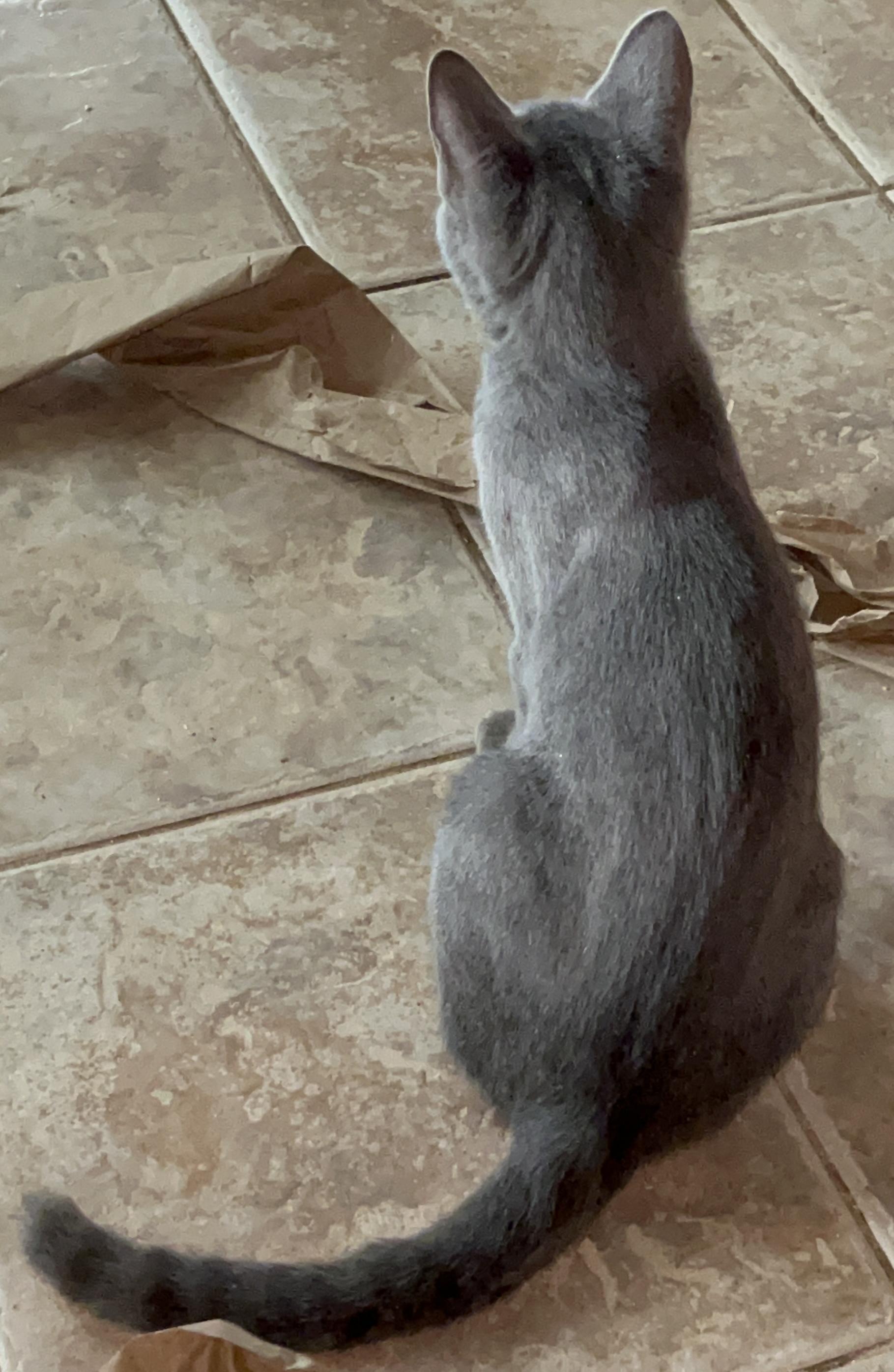 Enlarge Symphony , an adopted mixed breed in Moreno Valley, CA image 3/4