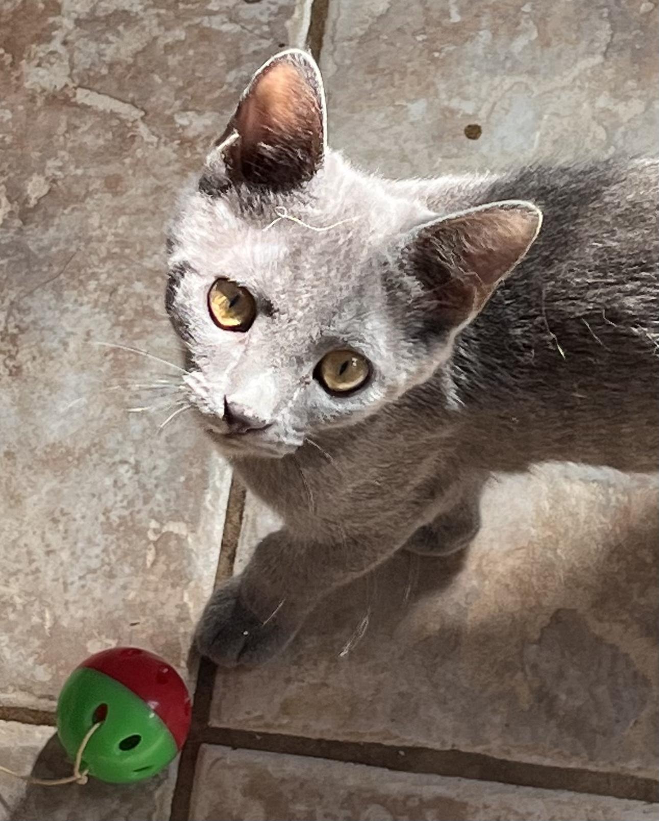 Enlarge Symphony , an adopted mixed breed in Moreno Valley, CA image 1/4