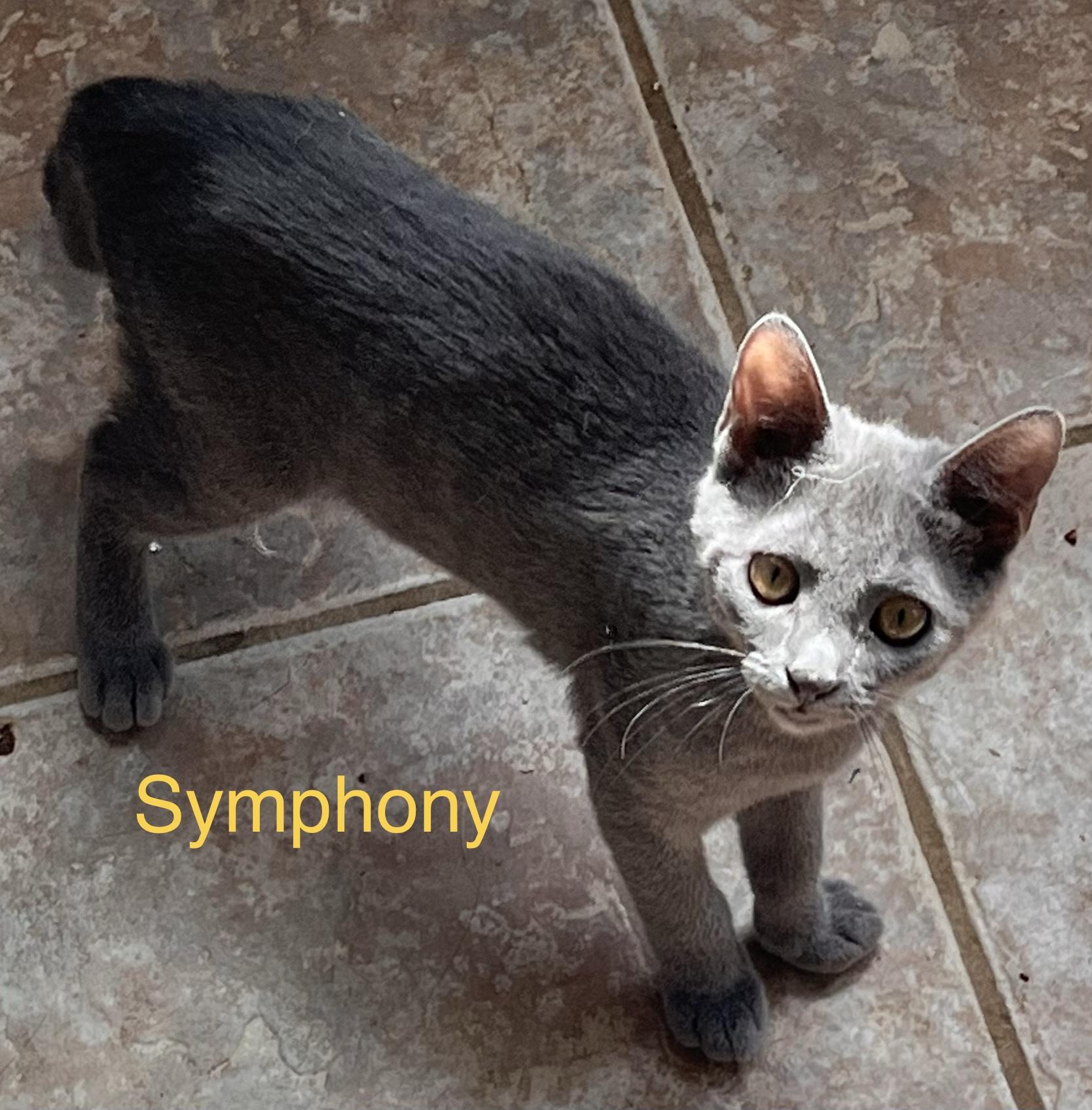 Enlarge Symphony , an adopted mixed breed in Moreno Valley, CA image 4/4