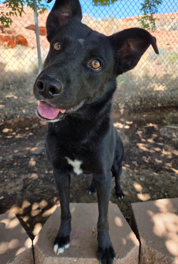 Enlarge Tucker, a ADOPTABLE mixed breed in Saint George, UT image 1/1