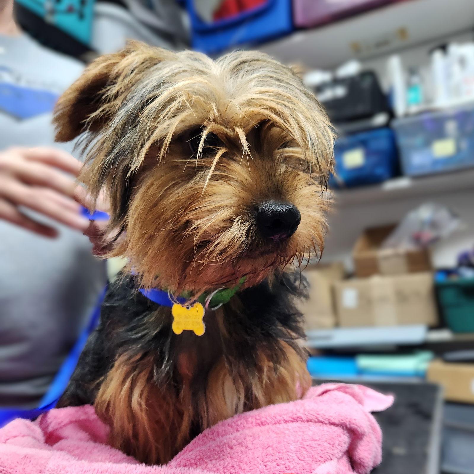 Byron, a Adoptable Yorkshire Terrier in Fargo, ND image 1/3