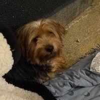 Byron, Adoptable, Adult Male Yorkshire Terrier.