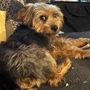Byron, a Adoptable Yorkshire Terrier in Fargo, ND image 2/3
