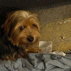 Enlarge Byron, a Adoptable Yorkshire Terrier in Fargo, ND image 3/3