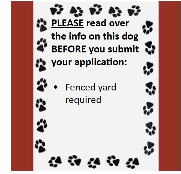 Byron, a Adoptable Yorkshire Terrier in Fargo, ND image 3/3