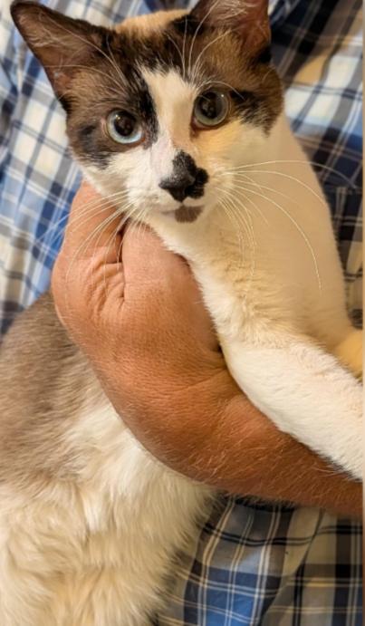 Enlarge NYXi, a Adoptable mixed breed in Pena Blanca, NM image 4/5