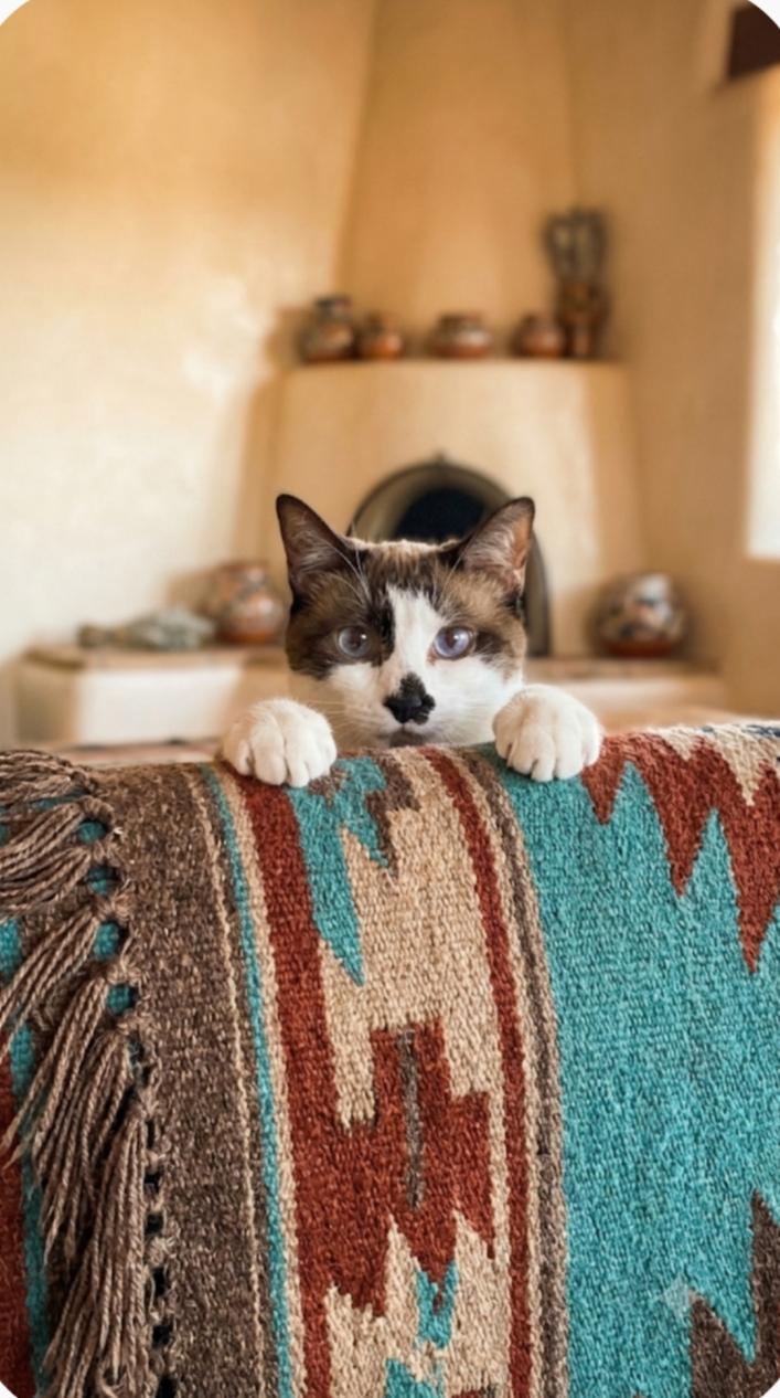 NYXi, Adoptable, Adult Male Siamese.