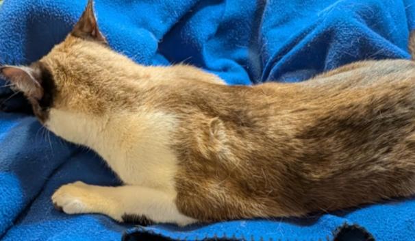 Enlarge NYXi, a Adoptable mixed breed in Pena Blanca, NM image 5/5