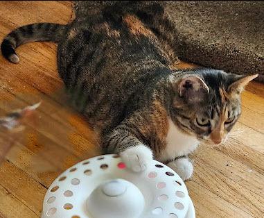 Enlarge Ursa, a Adoptable mixed breed in Bellevue, NE image 1/5