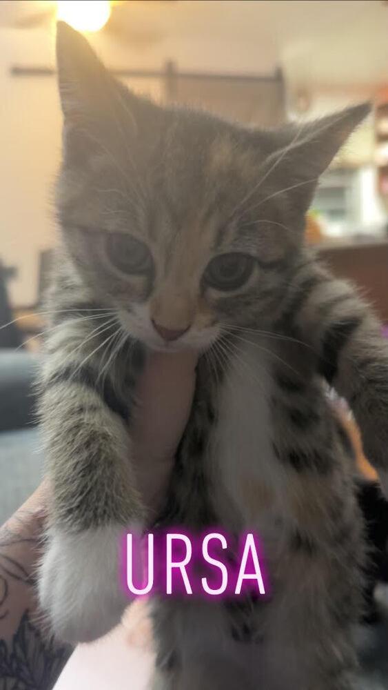 Enlarge Ursa, a Adoptable mixed breed in Bellevue, NE image 2/5