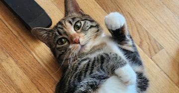 Enlarge Ursa, a Adoptable mixed breed in Bellevue, NE image 3/5