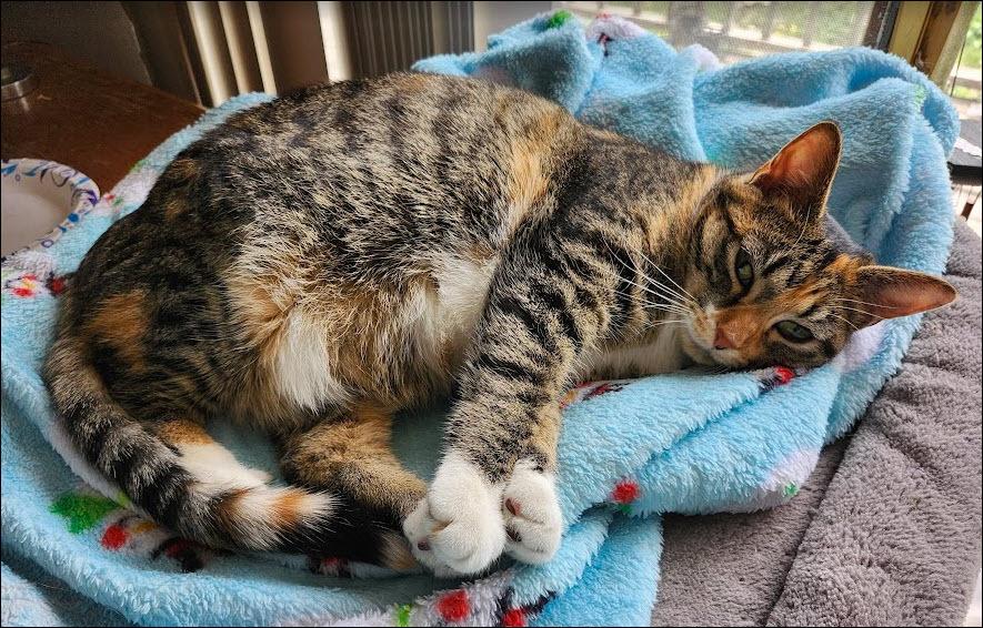 Enlarge Ursa, a Adoptable mixed breed in Bellevue, NE image 4/5