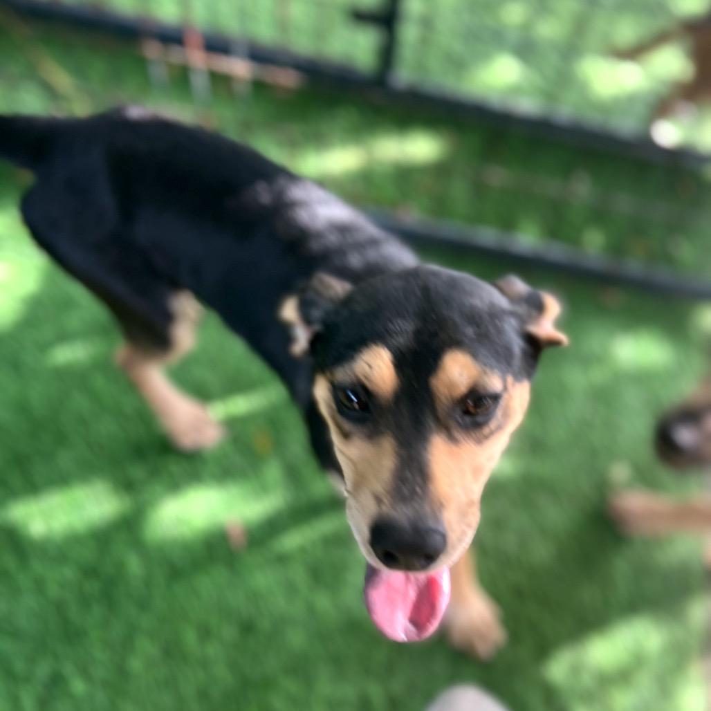 Marcia, a Adoptable Mixed Breed in North Port, FL image 1/6