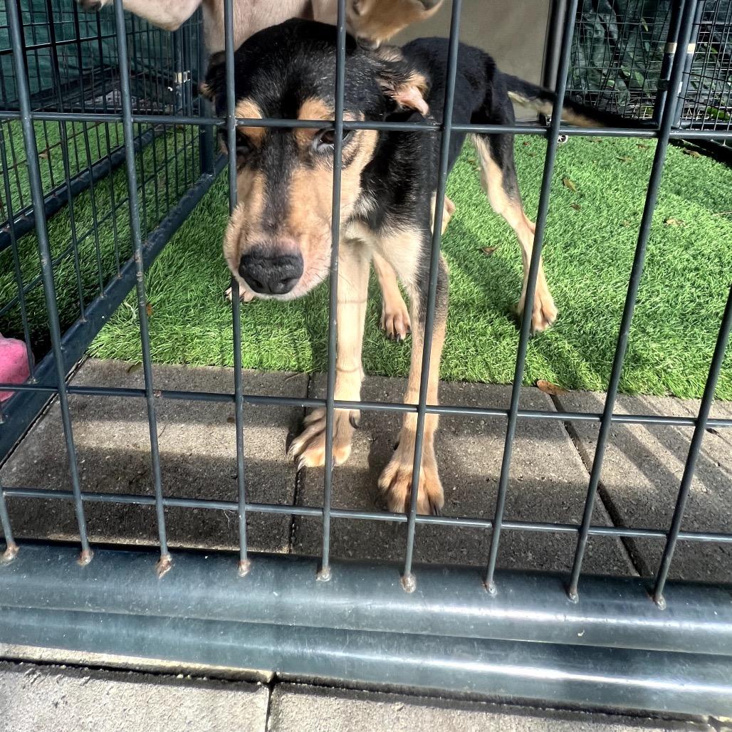 Marcia, a Adoptable Mixed Breed in North Port, FL image 2/6