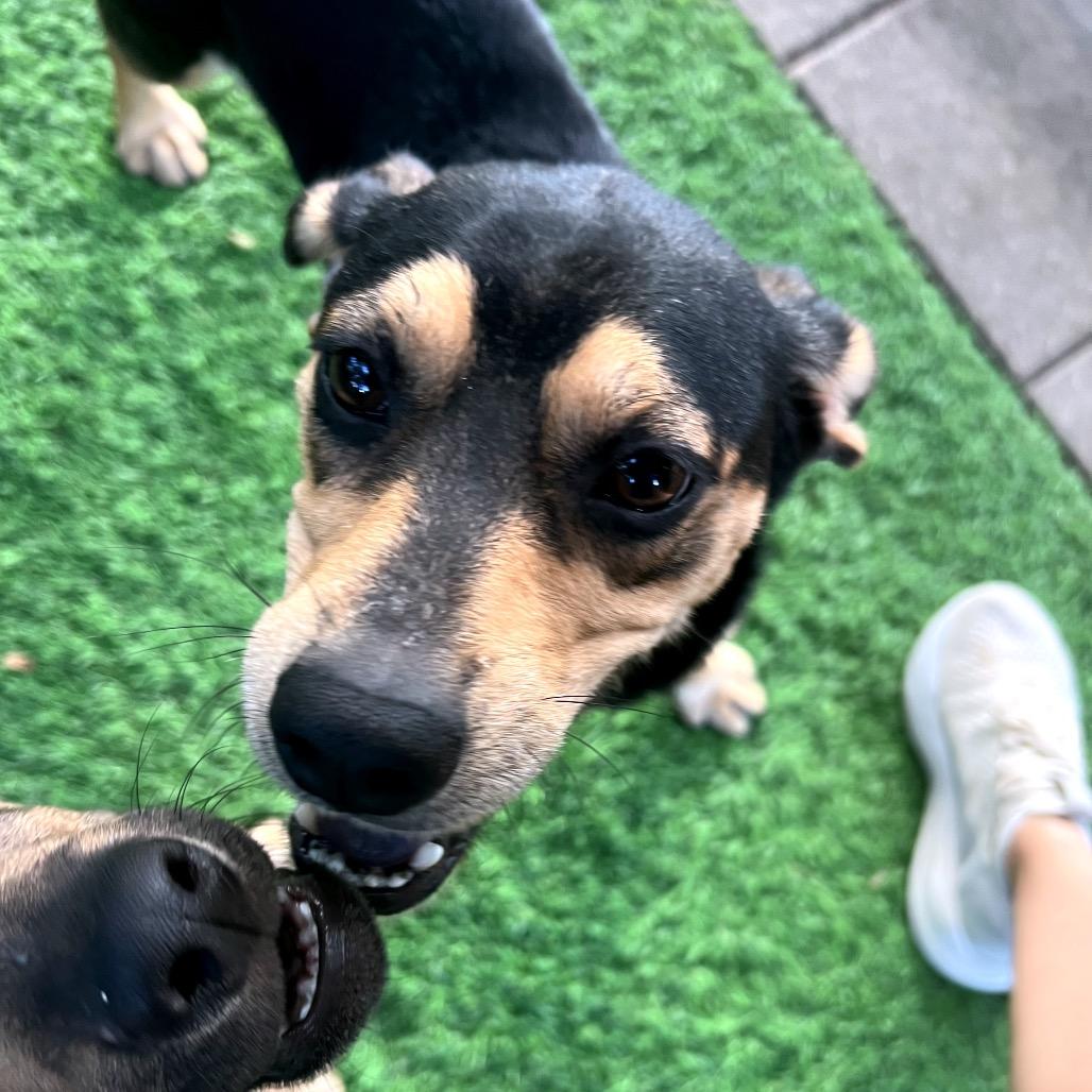 Marcia, a Adoptable Mixed Breed in North Port, FL image 3/6