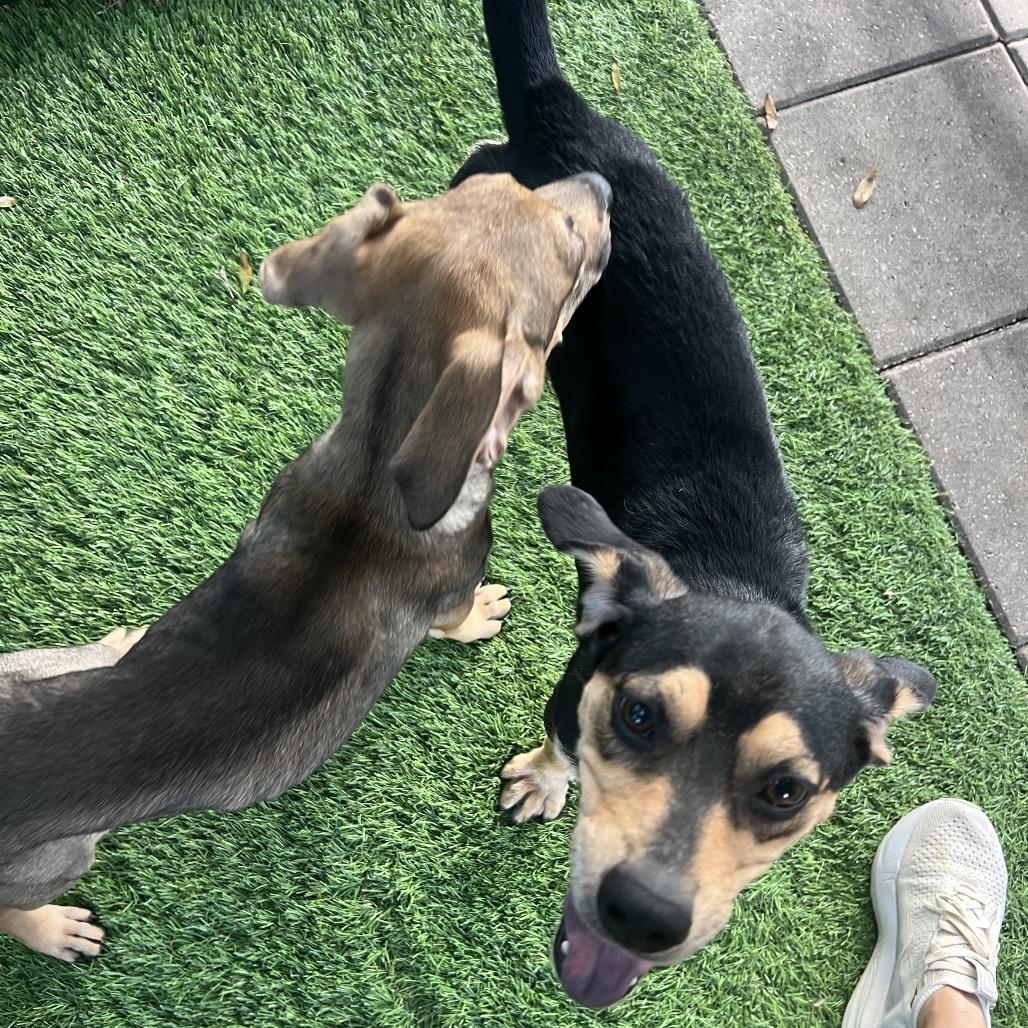 Marcia, a Adoptable Mixed Breed in North Port, FL image 4/6