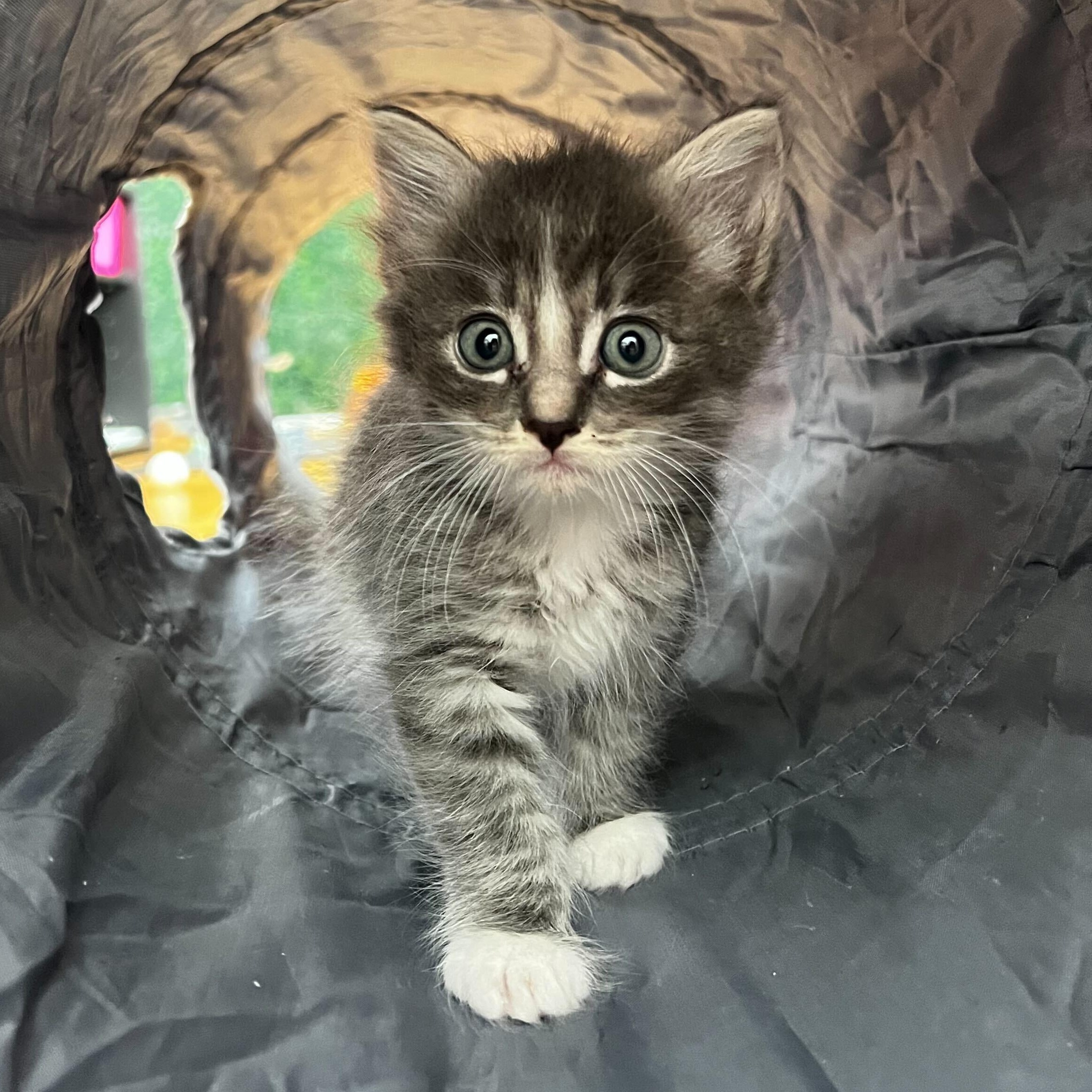 Molly, ADOPTABLE, Kitten Female Domestic Medium Hair.