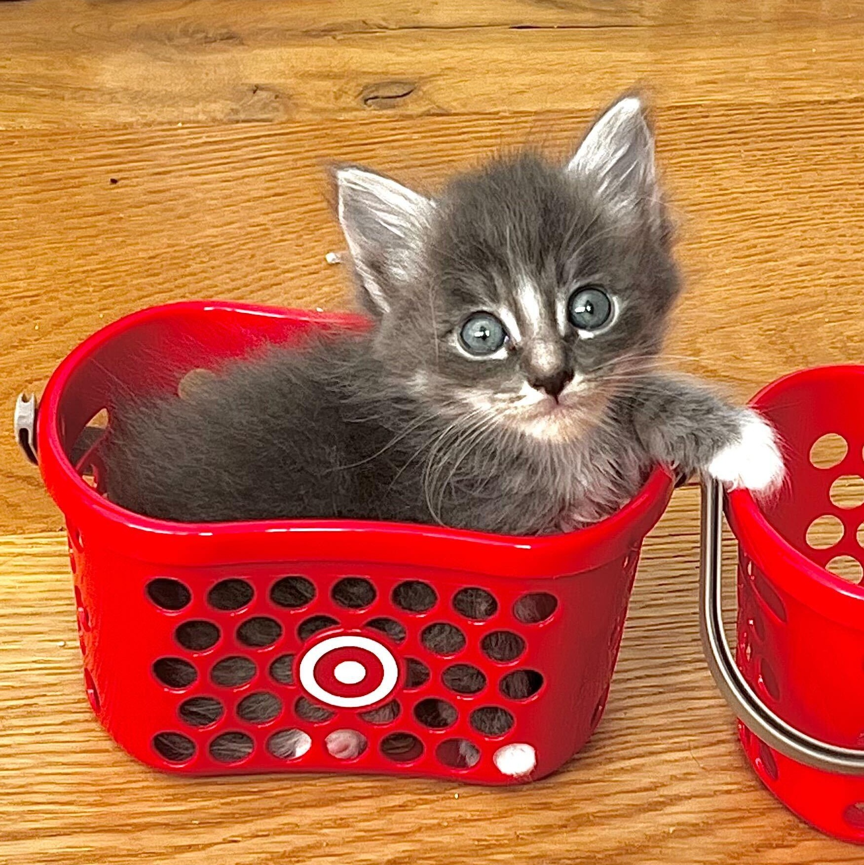 Enlarge Molly, a ADOPTABLE Domestic Medium Hair in Santa Monica, CA image 2/4