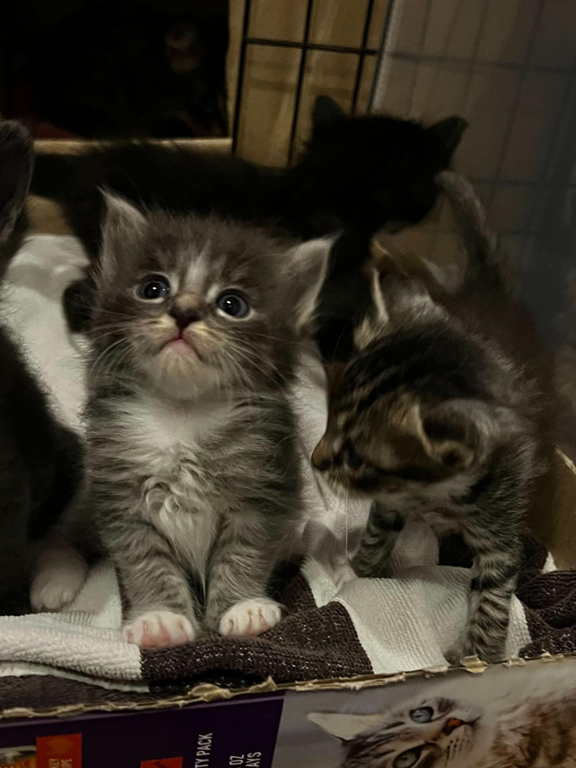Enlarge Molly, a ADOPTABLE Domestic Medium Hair in Santa Monica, CA image 4/4