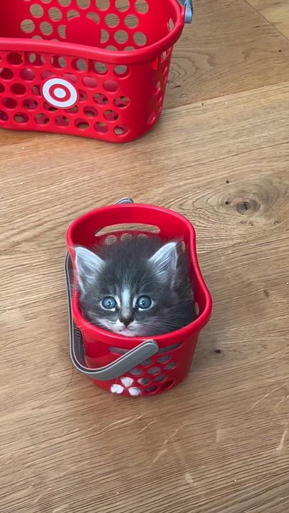 Enlarge Molly, a ADOPTABLE Domestic Medium Hair in Santa Monica, CA video 3/4