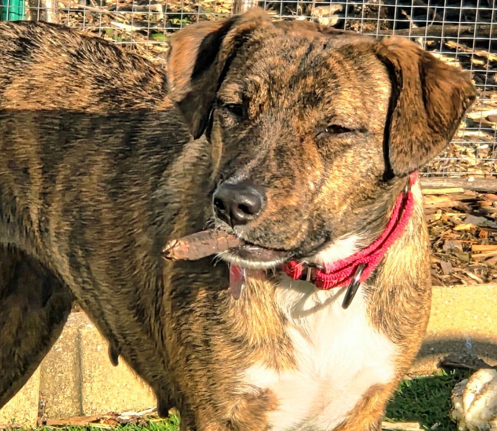 Holly Berry $450, Adoptable, Young Female Plott Hound.