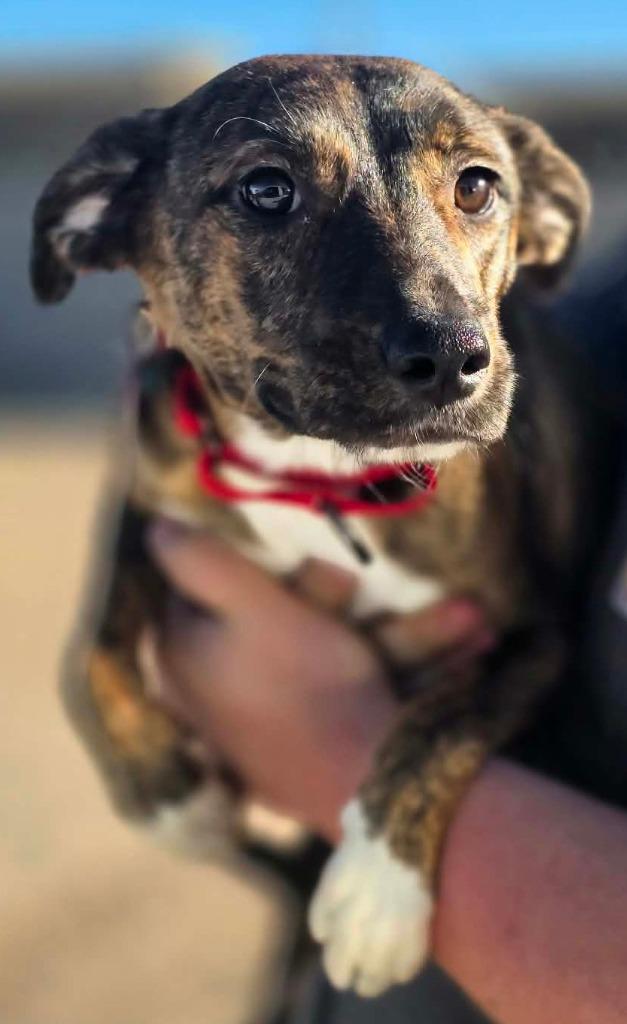 Enlarge Holly Berry $450, a Adoptable mixed breed in Milwaukee, WI image 1/1